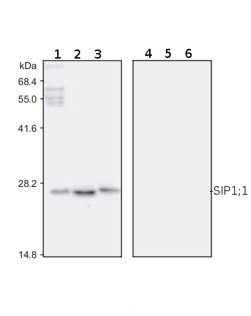 western blot using anti-AtSIP1;1 antibodies
